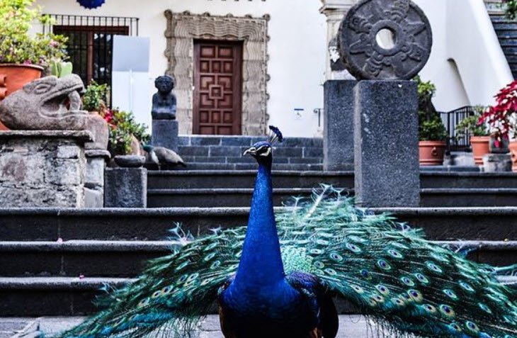 Museo Dolores Olmedo, Mexico City, Mexico